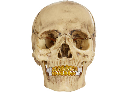 Supreme 4D Model Human Skull Natural - product view 2